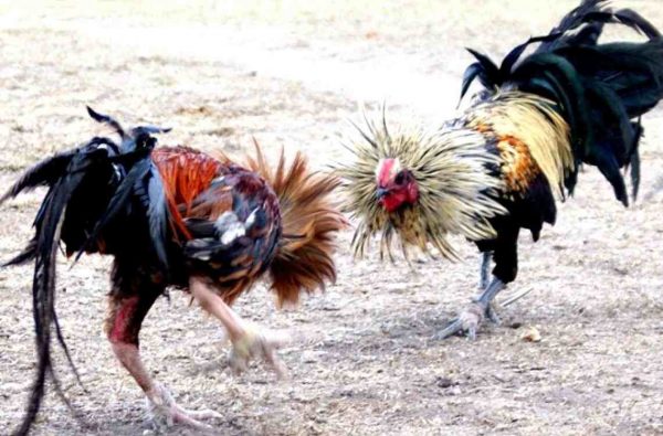jadwal sabung ayam s128
